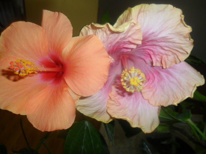 SAM_2830 - hibiscusi 2014-4