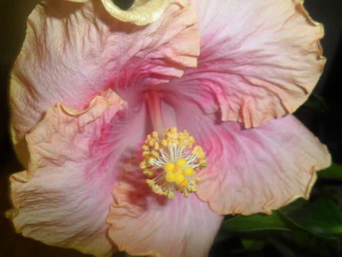 SAM_2838 - hibiscusi 2014-4