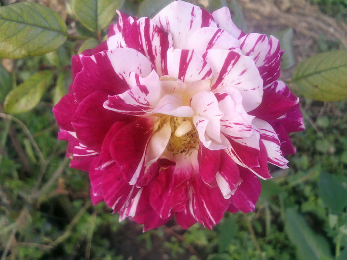 Photo3514 - 2014 Trandafiri  clematis  hibiscus II