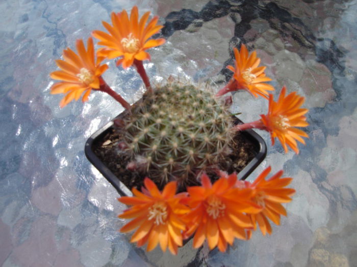 Rebutia - cactusi si suculente