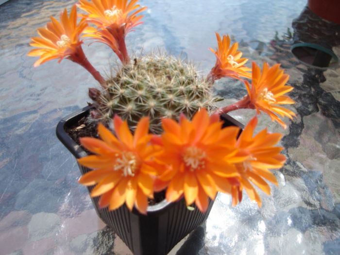 DSC03295 - cactusi si suculente