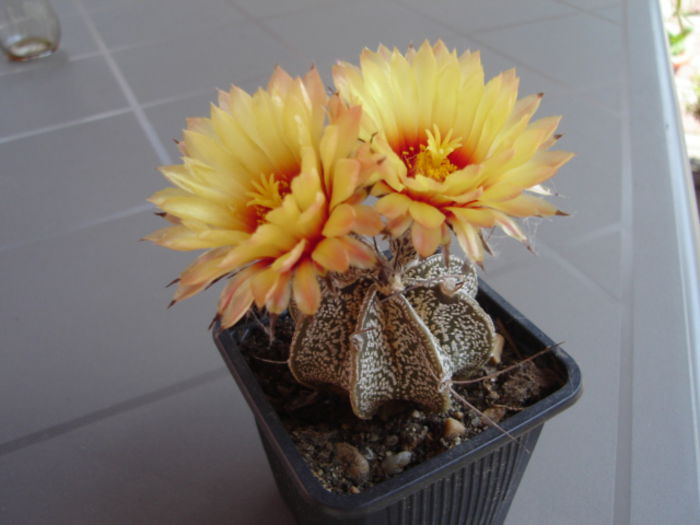 Astrophytum - cactusi si suculente