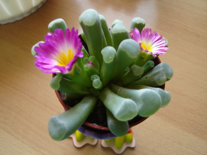 frithia pulchra