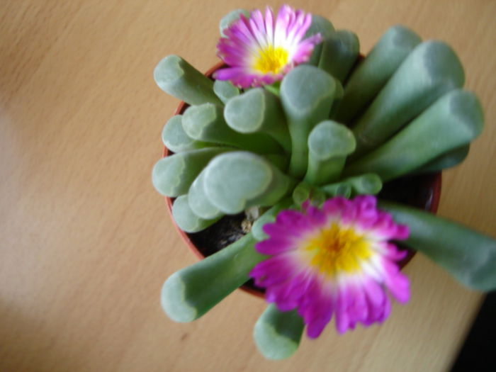 frithia pulchra