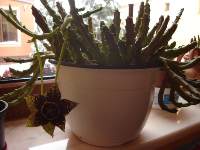 stapelia variegata; stapelia variegata
