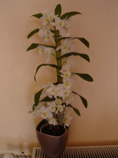 dendrobium alba - Orhidee