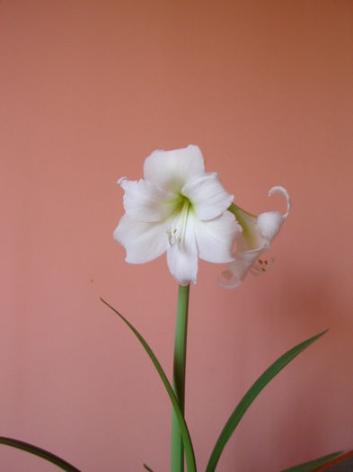 014 (3) - Amaryllis