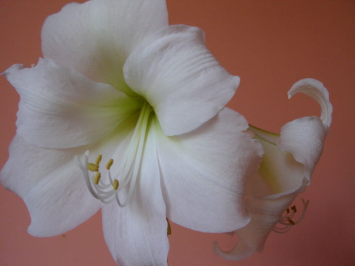 016 (2) - Amaryllis