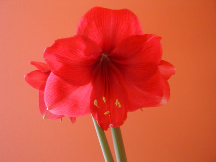 DSC00938 - Amaryllis