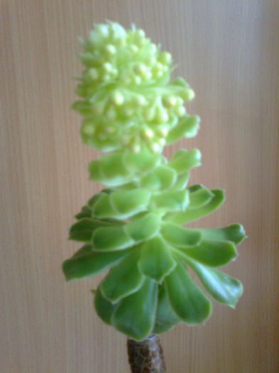 aeonium arboreum - cactusi si suculente