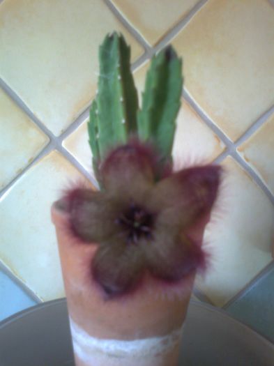 stapelia grandiflora - cactusi si suculente