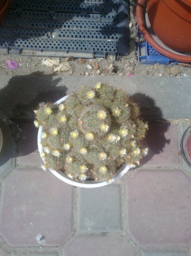 mammilaria prolifera - cactusi si suculente
