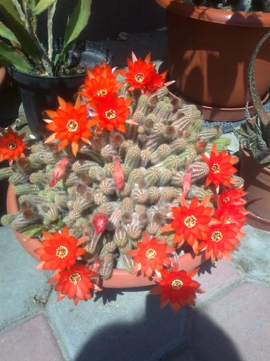 chamaecereus silvestri - cactusi si suculente