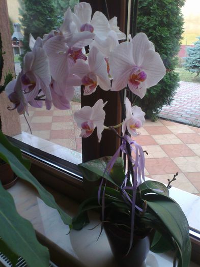 061 (2) - Orhidee