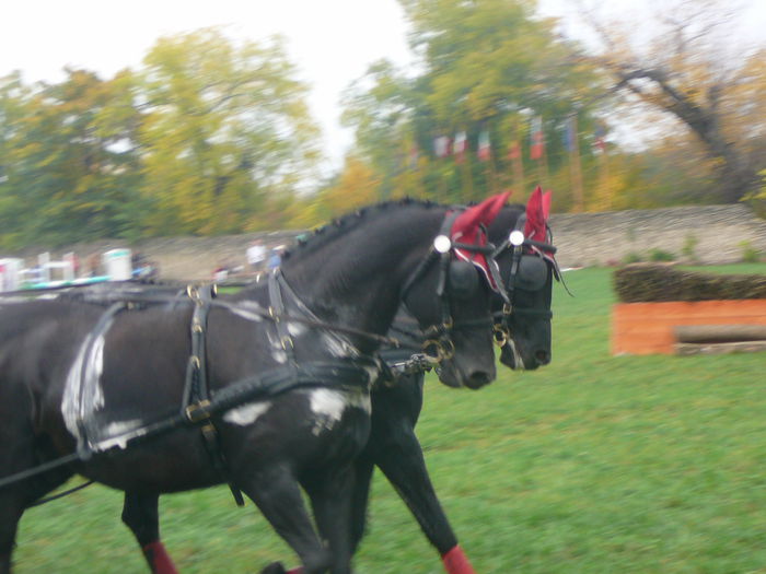 P1160605 - KARPATIA HORSE TRIALS 2014