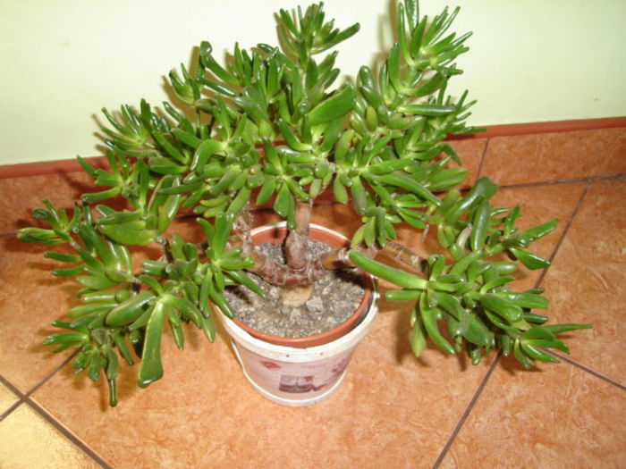 crassula ovata Gollum