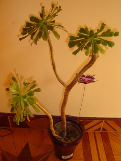 aeonium arboreum - cactusi si suculente