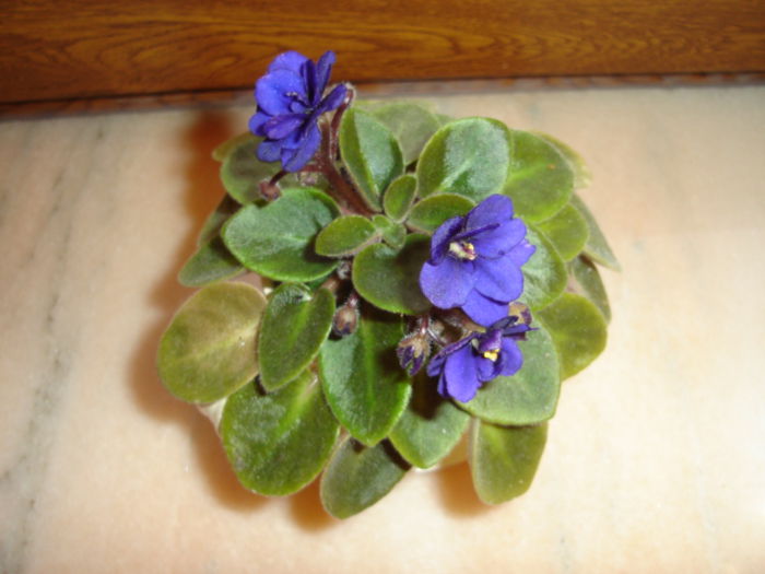 003 - violete chirite streptocarpusi