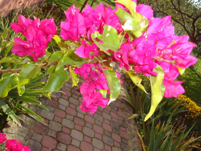 bougainvillea - flori la ghiveci