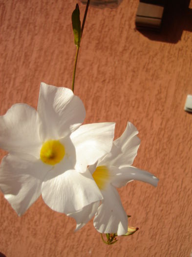 dipladenia alba - flori la ghiveci