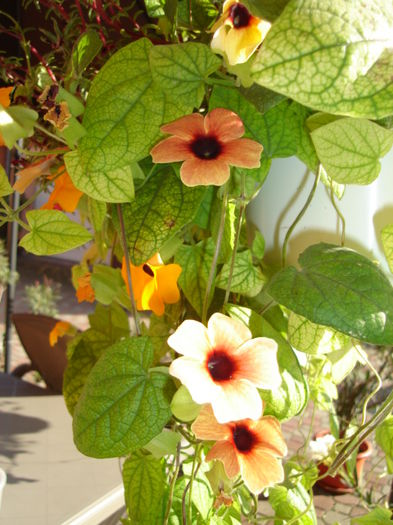 thunbergia portocalie - flori la ghiveci