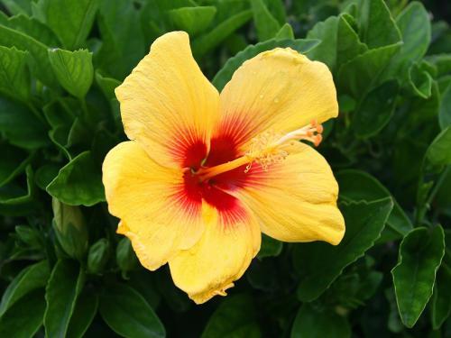 Flori Desktop Wallpapers Poze cu Flori Hula Girl Hibiscus - flori