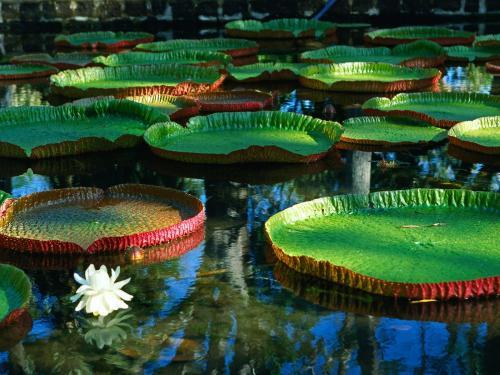 Flori Desktop Wallpapers Poze cu Flori Regia Water Lily - flori