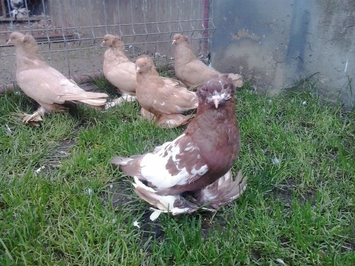 2014-10-13 16.50.39 - uriasi maghiari