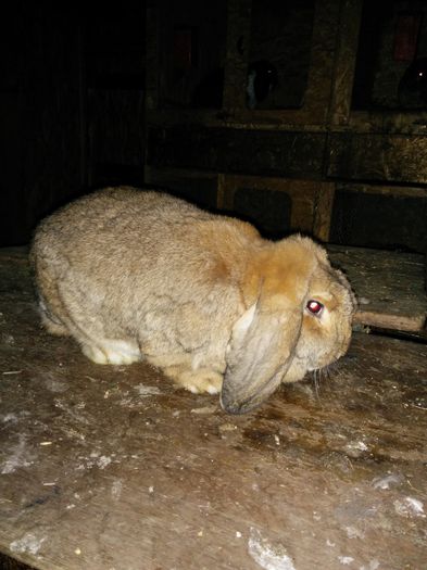 7,2 kg.pregatita pt expo