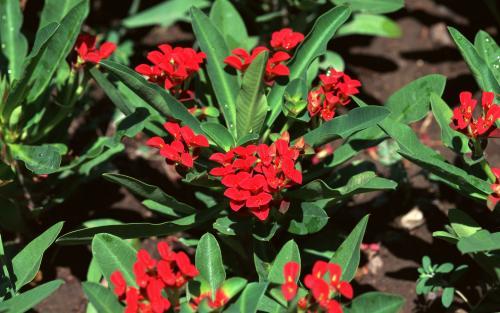 Flori din Bulgaria Poze Flori Wallpapers Imagini cu Floricele - flori