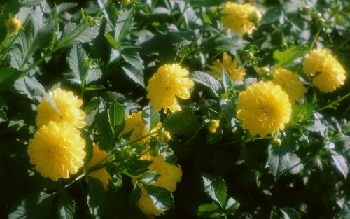 Flori Efemere Flori Desktop Wallpapers Flowers Pictures