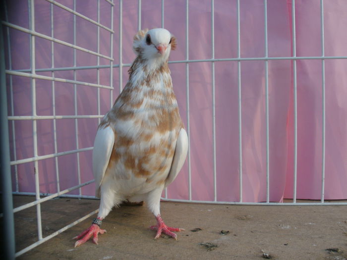 BILD0081 - Jucatori pestrit-baltati de Satu-Mare-spangled magpie Purzler of Satu-Mare-Satmari babos Buko