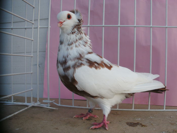 BILD0095 - Jucatori pestrit-baltati de Satu-Mare-spangled magpie Purzler of Satu-Mare-Satmari babos Buko