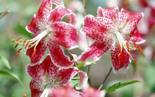 Flori Ieftine Poze Flori Wallpapers Imagini cu Floricele - flori