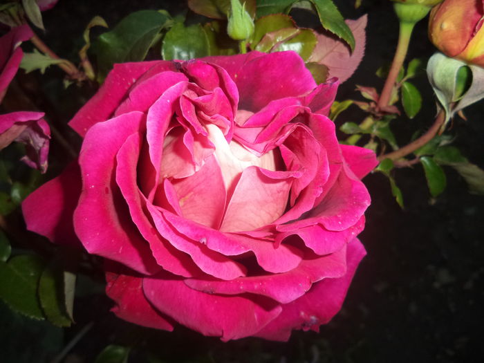 KRONENBURG - Trandafiri 2014