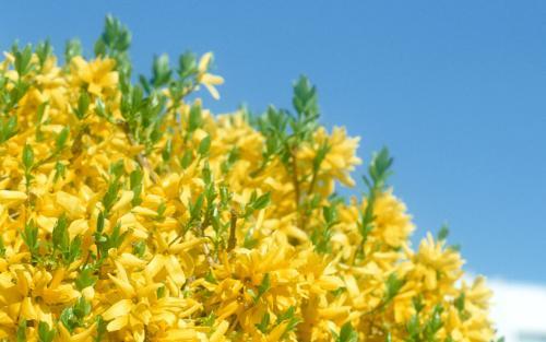 Flori la Pachet Flori Desktop Wallpapers Flowers Pictures - flori