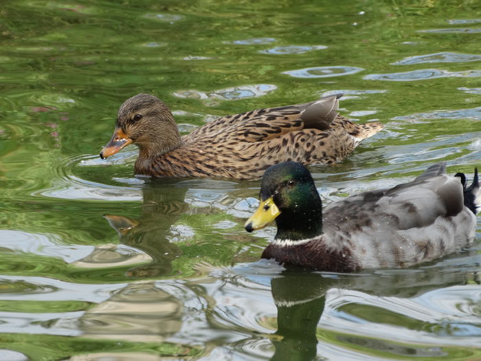 DSC02606 - Rate pitice