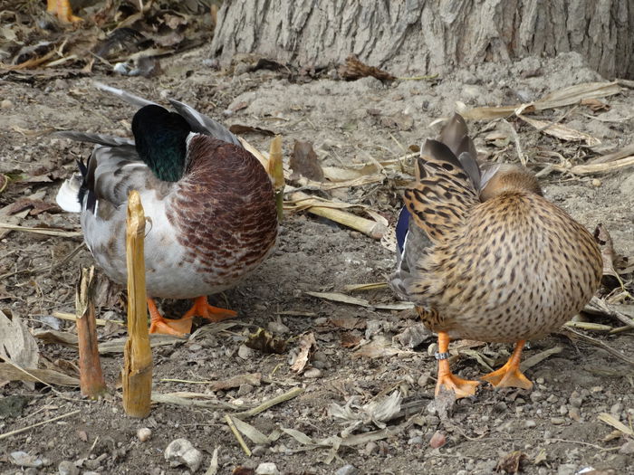 DSC02656 - Rate pitice