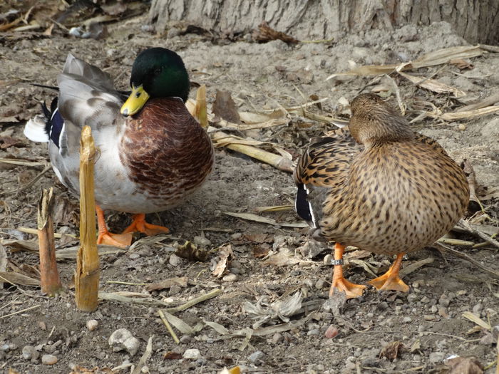 DSC02658 - Rate pitice