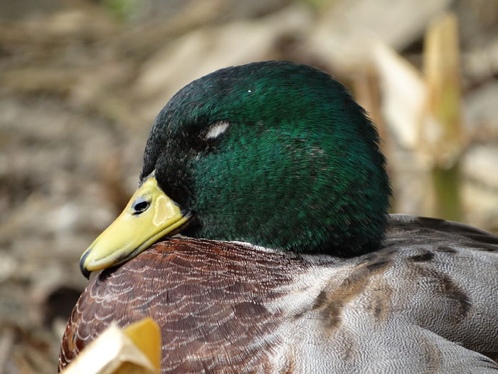 DSC02668 - Rate pitice