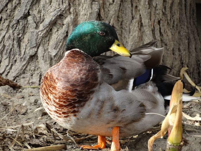 DSC02652 - Rate pitice