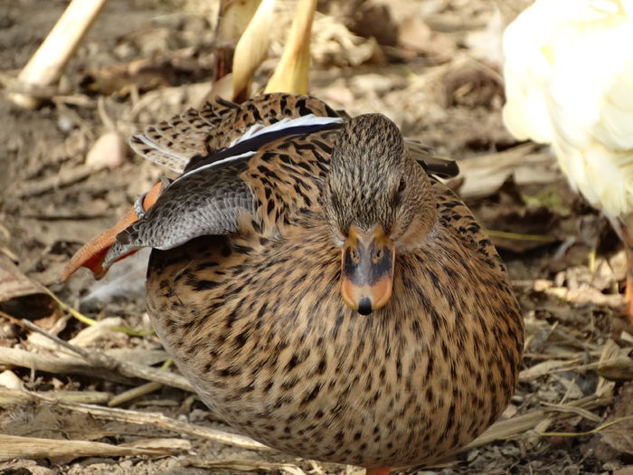 DSC02669 - Rate pitice