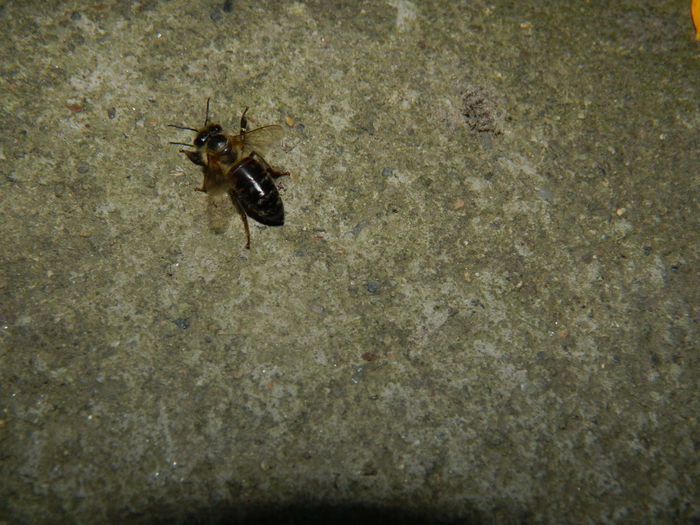 DSCN9697 - SEPTEMBRIE_3_2014