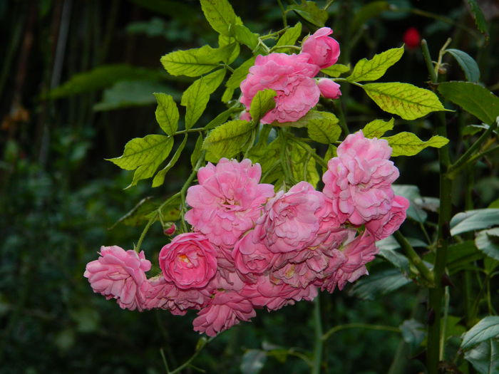 DSCN9704 - SEPTEMBRIE_3_2014