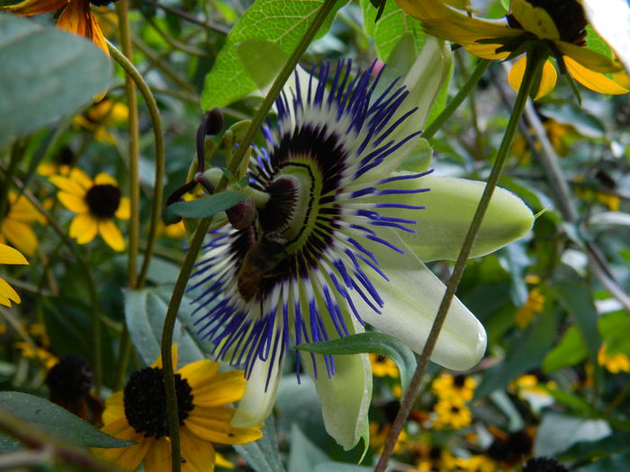 DSCN9710 - SEPTEMBRIE_3_2014