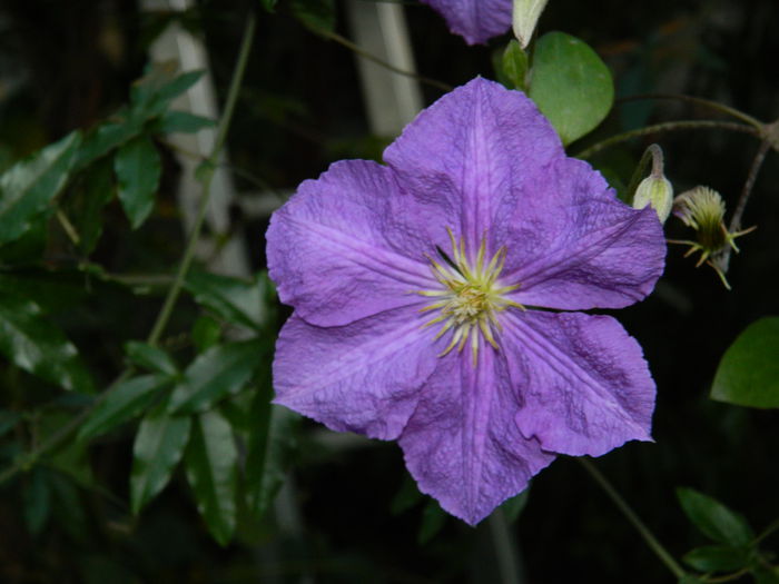 DSCN9715 - SEPTEMBRIE_3_2014