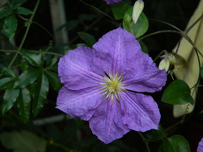 DSCN9717 - SEPTEMBRIE_3_2014