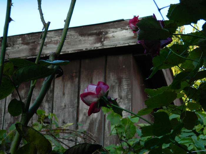 DSCN9718 - SEPTEMBRIE_3_2014