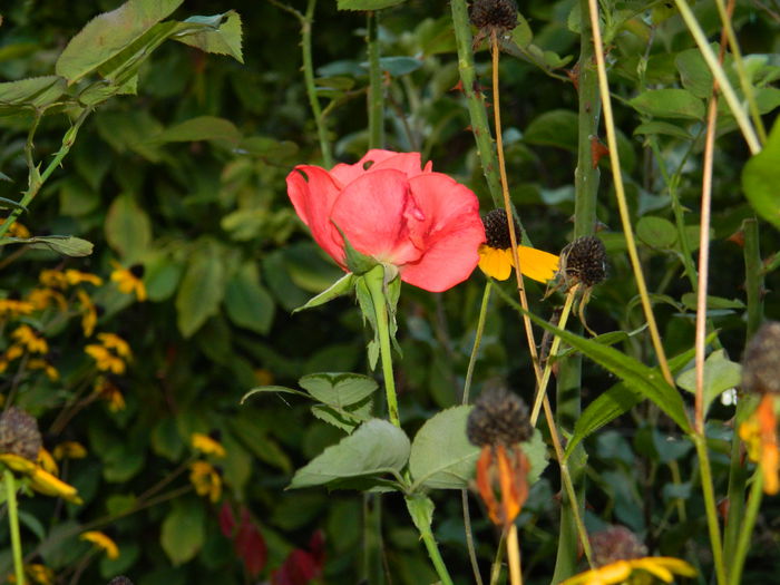 DSCN9719 - SEPTEMBRIE_3_2014