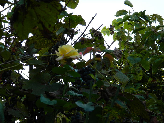 DSCN9720 - SEPTEMBRIE_3_2014